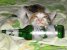 1265229801_kot-alkogolik_17.jpg